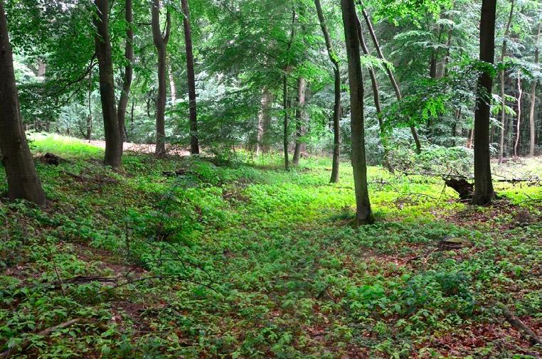 Przegląd Przyrodniczy XXVIII, 3 (2017) Fot. 1. Impatiens parviflora w zbiorowisku Luzulo pilosae-fagetum na terenie zlewni jeziora Gardno (fot. P. Czyryca). Photo 1.