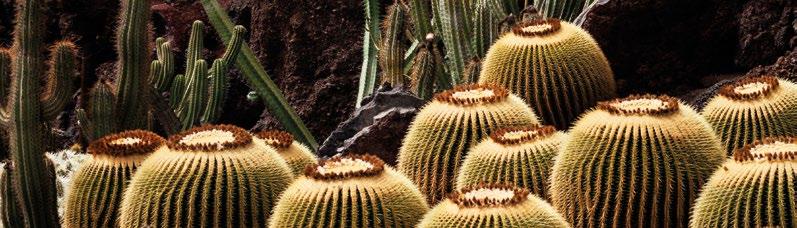SOTOL HACIENDA DE CHIHUAHUA HACIENDA DE CHIHUAHUA DISTILLERY (VINOMEX, S.A. DE C.V. ) MIEŚCI SIĘ W CIUDAD DELICIAS W PROWINCJI CHIHUAHUA W MEKSYKU I JEST JEDNYM Z NAJWIĘKSZYCH I NAJBARDZIEJ ZNANYCH PRODUCENTÓW SOTOLA.