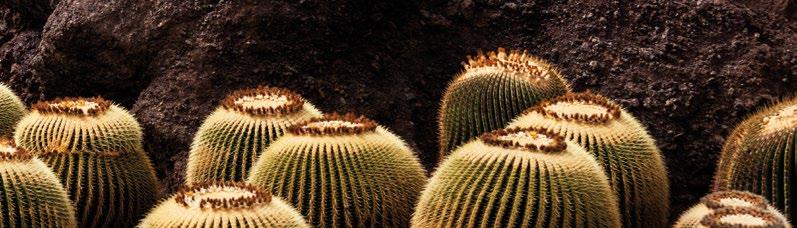 LUNAZUL LUNAZUL TEQUILA ZGODNIE Z PRAWEM, TEQUILA MOŻE BYĆ PRODUKOWANA TYLKO Z BLUE AGAVE UPRAWIANEJ W JEDNYM Z PIĘCIU REGIONÓW W MEKSYKU - JALISCO, NAYARIT, GUANAJUATO, MICHOACAN I TAMAULIPAS.
