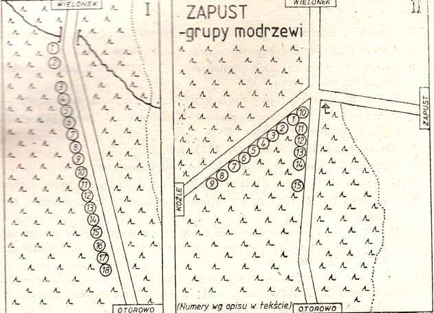 GRUPA DĘBÓW SZYPUŁKOWYCH. PołoŜona w zach. części wsi, na terenie leśniczówki Wielonek. Wśród nich cztery drzewa o obwodach : 355 cm, 423 cm, 332 cm i 319 cm. GRUPA MODRZEWI POLSKICH I.