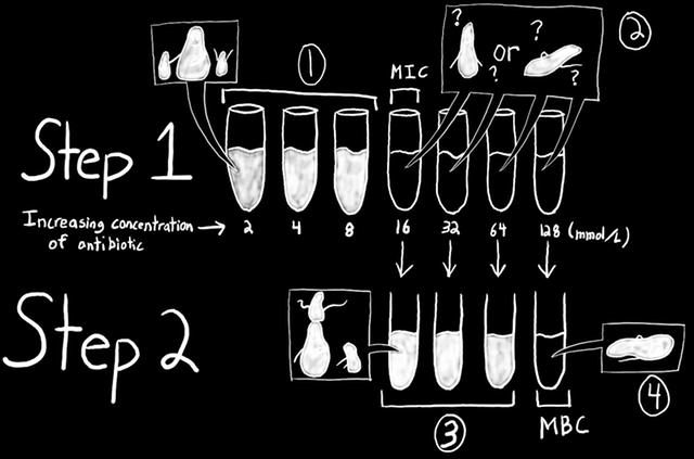 wzrost drobnoustrojów MBC (minimum bactericidal concentration) (µg/ml) minimalne stężenie antybiotyku działające bójczo na drobnoustroje Metoda rozcieńczeniowa Metoda E-testu