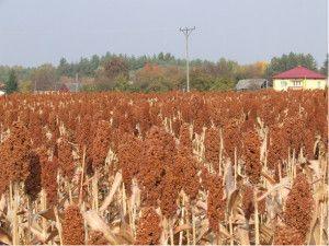 .pl https://www..pl Dojrzewające pole sorgo odmiany GK Emese w gospodarstwie Janusza Sus okolicach Ożarowa. (Foto: J.