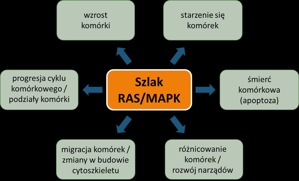 Szlak