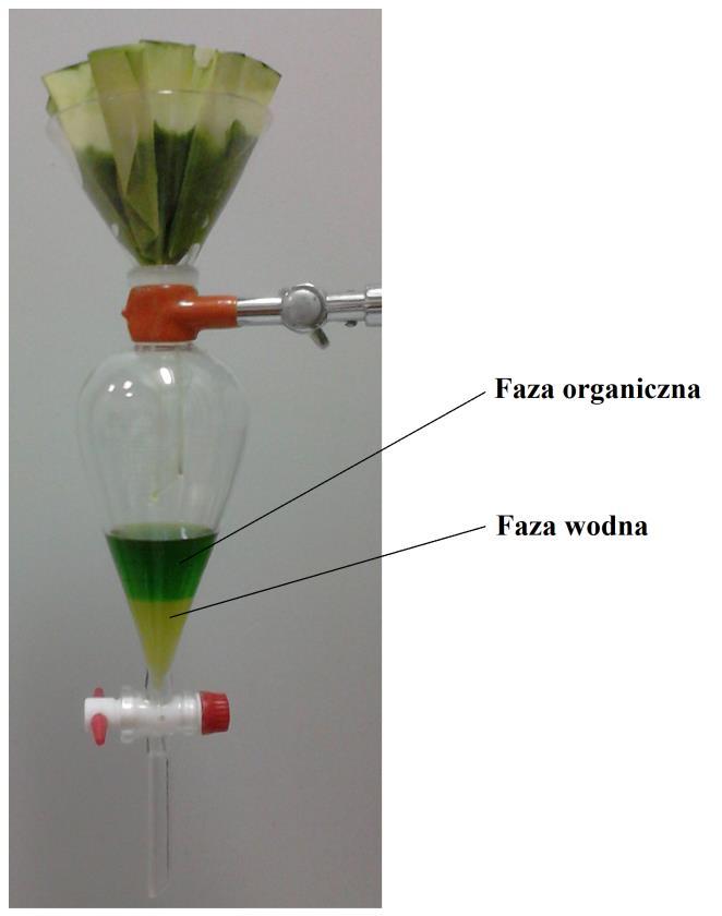 Oznaczanie barwników roślinnych metodą chromatograficzną - PDF Darmowe  pobieranie