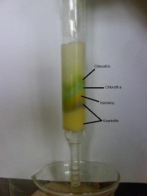 3.3.2 Chromatografia kolumnowa Pozostałą ilość ekstraktu barwników roślinnych ostrożnie nanieść przy pomocy pipetki Pasteur a na czoło kolumny uważając by nie zruszyć powierzchni złoża.