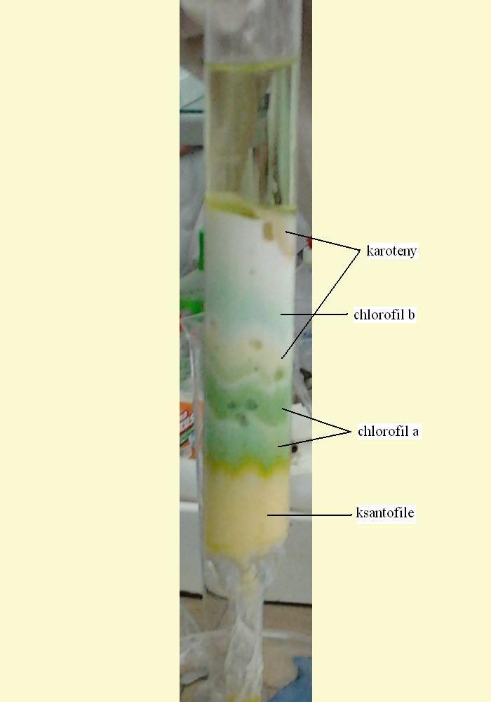 Po zaadsorbowaniu wyciągu na złożu ostrożnie przy pomocy pipetki Pasteur a dodawać porcjami rozwijacza chromatograficznego utrzymując cały czas 0,5 cm warstwę cieczy nad złożem (Nie wolno dopuścić do