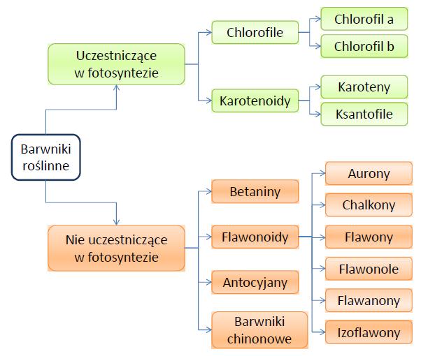 2. Barwniki roślinne Barwa jest wynikiem selektywnego pochłaniania energii promieniowania elektromagnetycznego (światła słonecznego lub sztucznego źródła) o określonej długości fali z zakresu 400-800