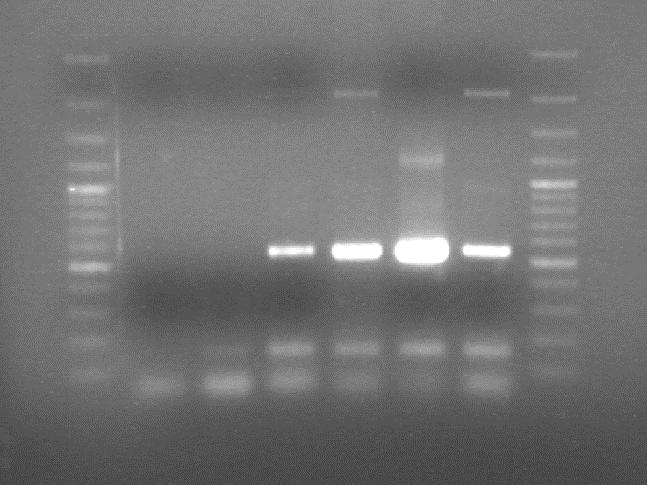 liściach/korzeniach, RT-PCR po 4