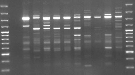 starterami RAPD1-RAPD4.