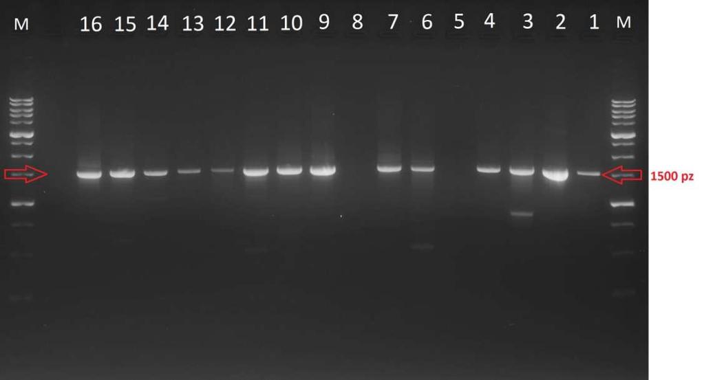 potraktować jako wstępne i w dalszej kolejności do badań genów odpowiedzialnych za kodowanie bakteiocyn wykorzystać i genomowe, i plazmidowe DNA oraz różne startery. Ryc. 3.