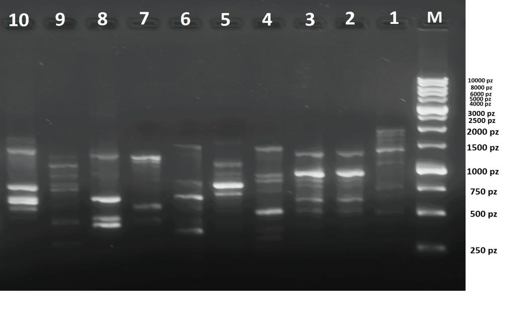 ŻYWNOŚĆ A SKŁADNIKI BIOAKTYWNE Ryc. 5.