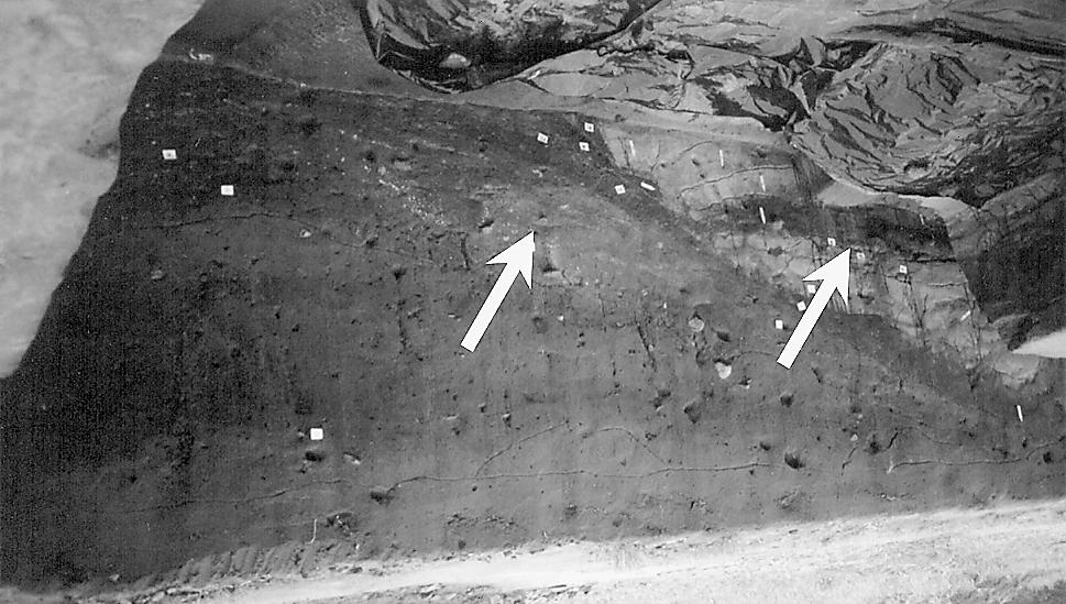 Środowisko abiotyczne i biotyczne w wyborach osadniczych i gospodarczych ludności osady... Ryc. 6. Fosa otaczająca stanowisko archeologiczne na zdjęciu zaznaczono skupiska iłów trzeciorzędowych (fot.