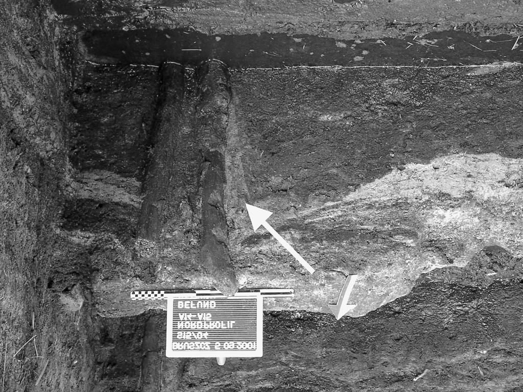 Zastosowanie gytii, kredy jeziornej do umacniania konstrukcji palisadowych (fot. J. Müller) Fig. 8.