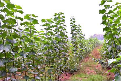 86 H. Rode, W. Markowski favorable conditions, poplars arethe fastest growing trees among the trees in our climate [14].