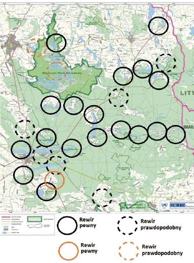 Ryc. 1. Rozmieszczenie rewirów lęgowych kani czarnej i kani rudej w Puszczy Augustowskiej Fig. 1. The distribution of occupied and probably occupied home ranges of the Black kite and Red kite in Augustów Forest Kania ruda w okresie badań zajmowała 1-3 rewirów lęgowych (ryc.