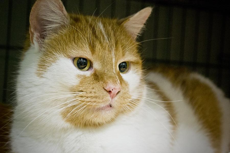 Biało-ruda piękność Ruten ma 6 lat. Jest spokojną kotką, więc o harce w nocy nie trzeba się martwić.