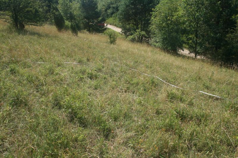 Carlina vulgaris, Cirsium acaule Gatunki obce inwazyjne brak Gatunki ekspansywne roślin zielnych Stopień zarośnięcia siedliska przez roślinność drzewiastą i krzewiastą brak brak Nalot drzew i krzewów