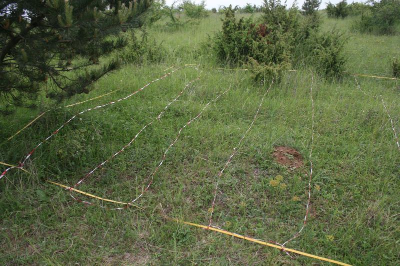 Popul acja Potencjalne negatywne wpływy z otoczenia Ekspansja gatunków krzewiastych Uszkodzenia powierzchni brak Informacje dodatkowe -- Fot. Skarzawa, poletko GS/ANESYL_2 (J. B. Parusel, 28.05.
