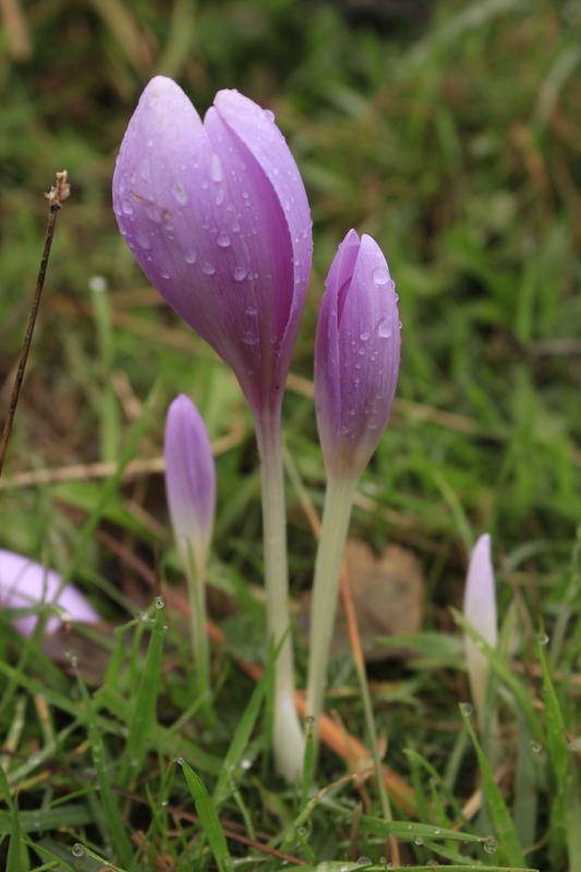 temperatury. Kwitnie w sierpniu i wrześniu, a jego duże, owadopylne kwiaty w liczbie od 1 do 3 wyrastają wprost z bulwy. Owoce pojawiają się wiosną następnego roku.