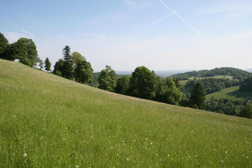 Fot. Łąka rajgrasowa (owsicowa) (J. B. Parusel, 29.05.2015 r.