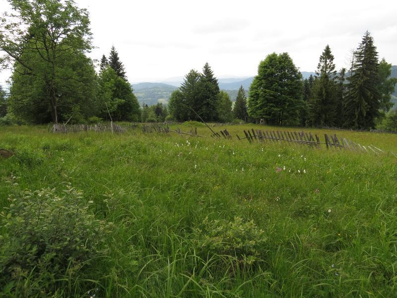Rzadkie i chronione gatunki roślin Wykonywane zabiegi (rodzaj, powierzchnia, natężenie) Negatywne wpływy z otoczenia Carlina acaulis Gentiana asclepiadea Gladiolus imbricatus Platanthera sp.