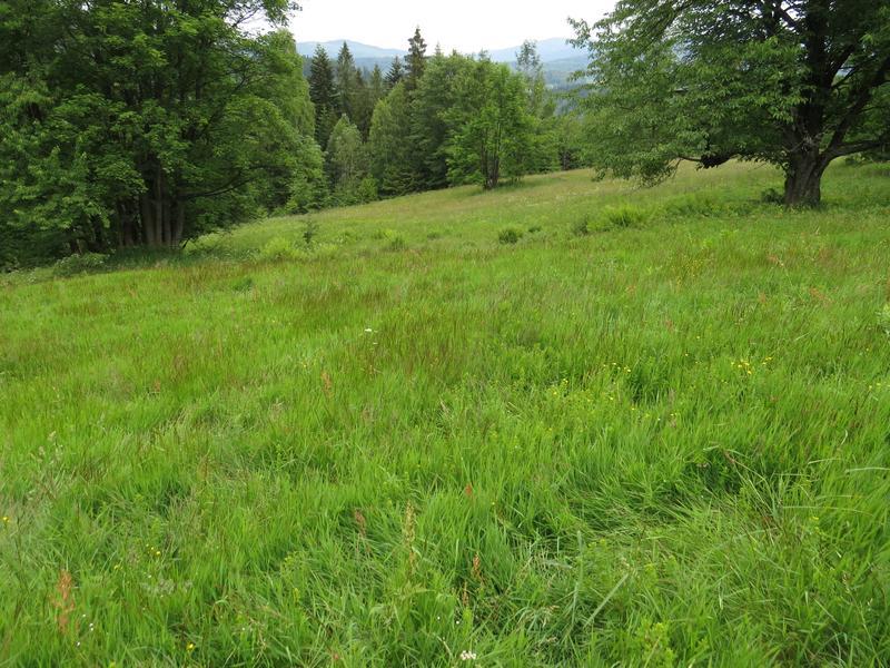 Fot. Jancikówka widok ogólny