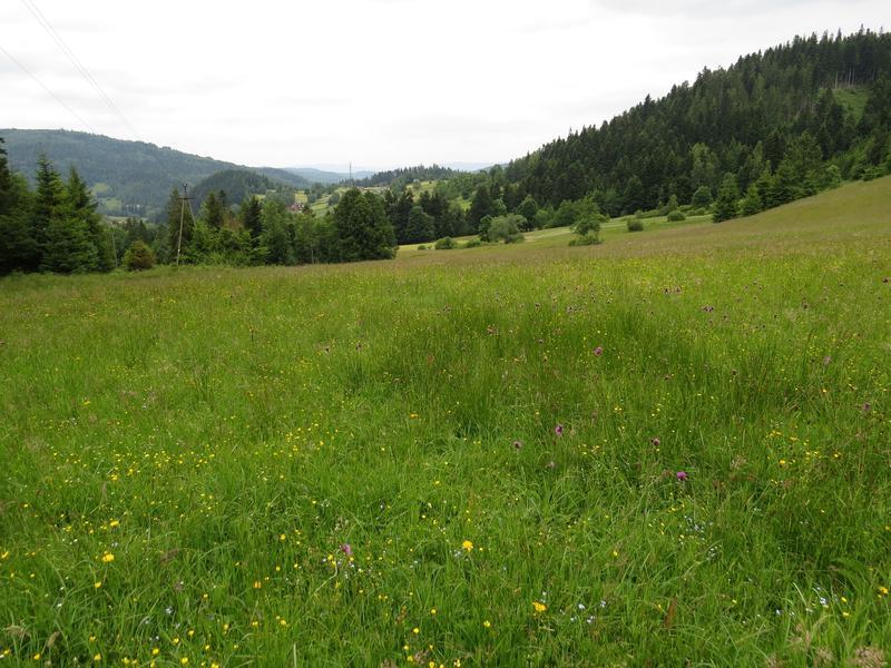 Fot. Na Myto widok ogólny (K. Sokół, 25.06.2015 r.) III.2.11.