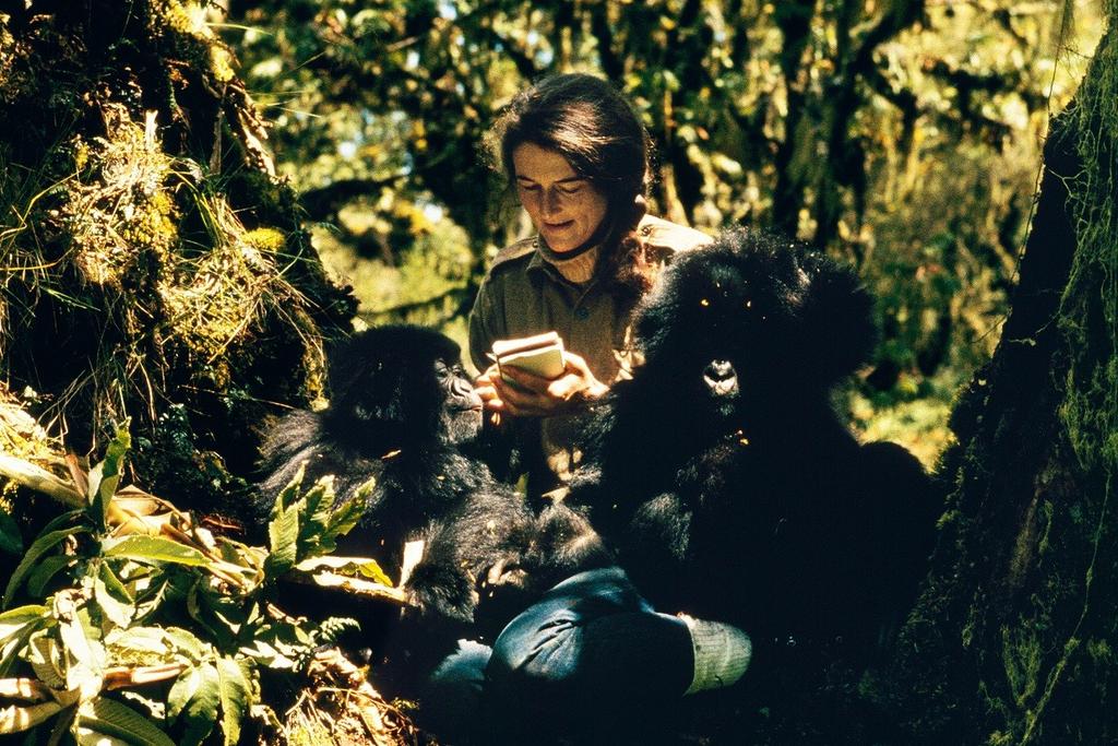 KTO ZABIŁ DIAN FOSSEY? Dian Fossey: Secrets in the mist Premiery w sobotę 6 stycznia od godz.