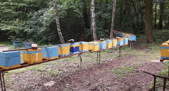 pasożyta nie miały potomstwa oraz na tej podstawie oceniono tzw. VSH - Varroa Sensitive Hygienic.