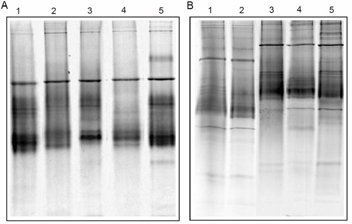 24 Ziemniak Polski 2016 nr 4 przy użyciu Epoch Microplate Spectrophotometer (BioTek). Do amplifikacji markerów SINE stosowano zaprojektowaną przez Seibt i innych (212) parę starterów SOLS III F/R.