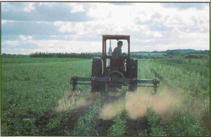 (25-30 T Stecklinge)