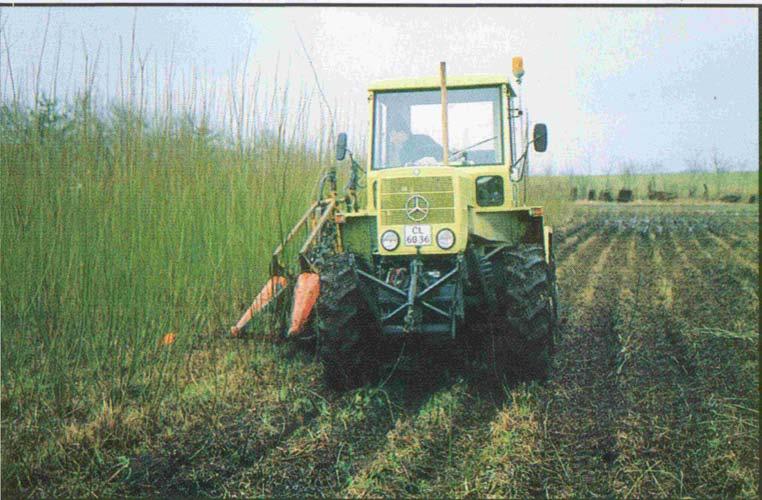 Ernte von Weide Kosten der Anlegen von 1 ha großen Plantage Kosten % Bodenbearbeitung 1 060 zł