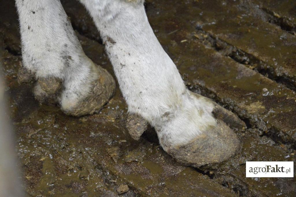 .pl https://www..pl uszkodzenie skóry, a drobnoustroje rosną jak na drożdżach. Dlatego tak ważny jest przegląd i jesienna korekcja racic.