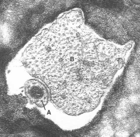 hydroksyapatytów - HA) glikoproteidy (enameliny) najtwardsza tkanka w