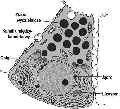 siateczka szorstka - ziarna wydzielnicze (słabo się barwią) komórki