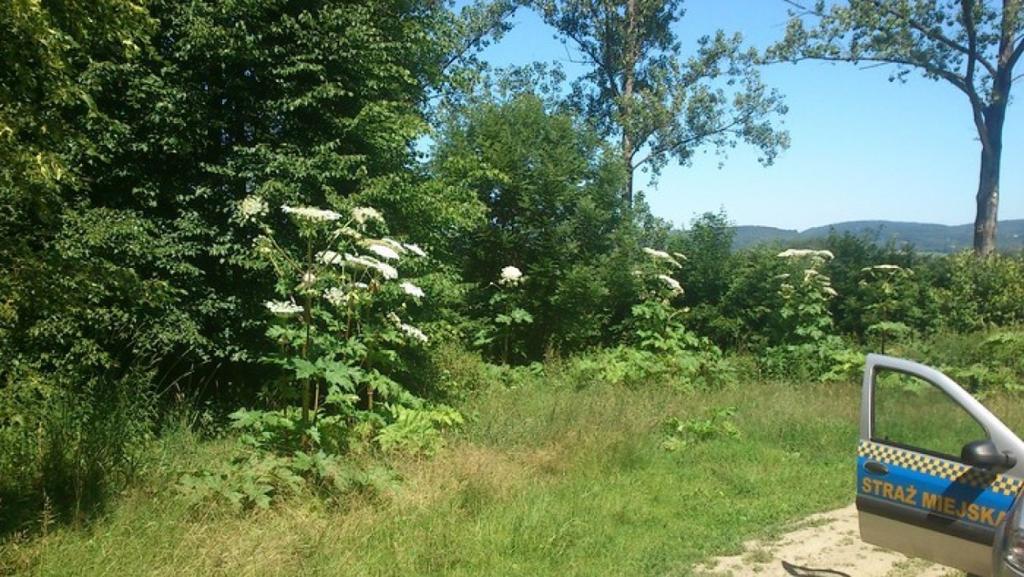 22-07-2015 Jelenia Góra Wycięto barszcz Sosnowskiego z okolic ścieżki na Perłę Zachodu (Fot. 5) oraz w Sobieszowie.