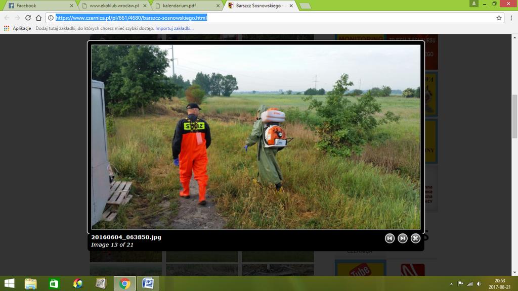 18-05-2016 Bardo Kolejne skupiska barszczu Sosnowskiego na terenie gminy Bardo zostały usunięte. Tym razem usunięto rośliny w Opolnicy nad brzegami rzeki Nysa Kłodzka (Fot. 7) (www5 2016).