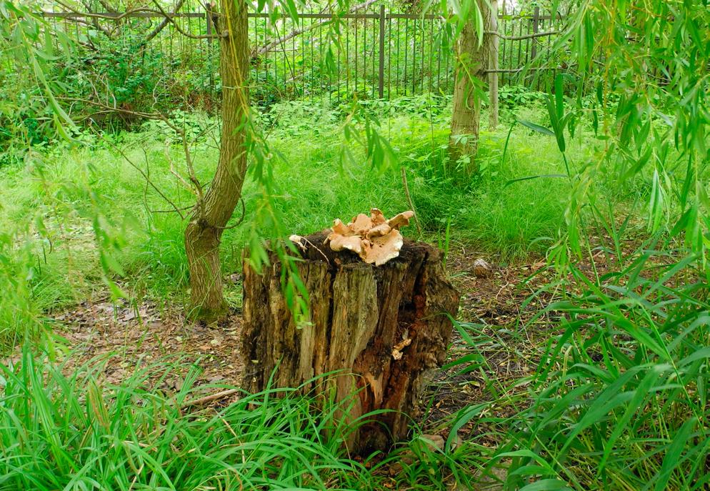 Przegląd Przyrodniczy XXIX, 1 (2018) Fot. 1. Siedlisko Neolentinus cyathiformis w Ogrodzie Botanicznym Uniwersytetu im. Adama Mickiewicza w Poznaniu (fot. M. Siwulski, 13.