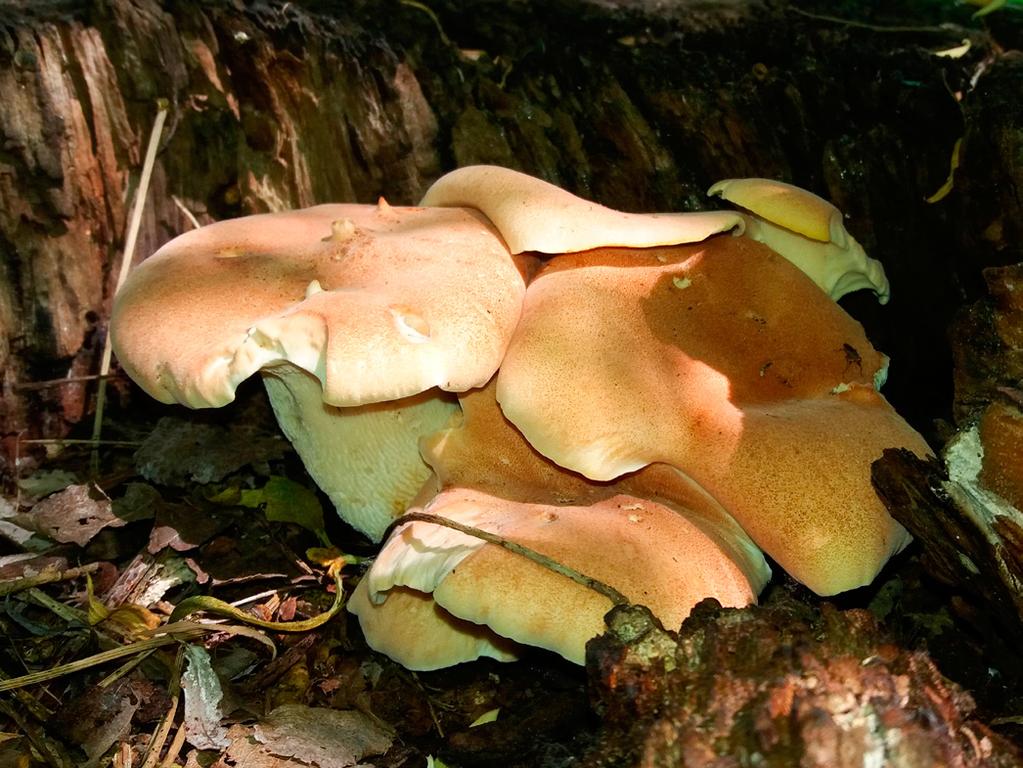 2. Młode owocniki Neolentinus cyathiformis w Ogrodzie Botanicznym Uniwersytetu im. Adama Mickiewicza w Poznaniu (fot. M. Siwulski, 28.05.2017). Photo 2.