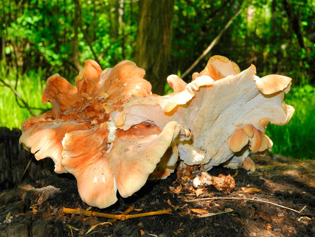 Górka K., Dawidowicz L., Sokół S., Siwulski M., Naser G. Dwa nowe stanowiska twardziaka... Fot. 3. Dojrzałe owocniki Neolentinus cyathiformis w Ogrodzie Botanicznym Uniwersytetu im.