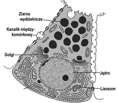 - amylaza ślinowa (ptialina) - lipaza - peroksydaza - kalikreiny