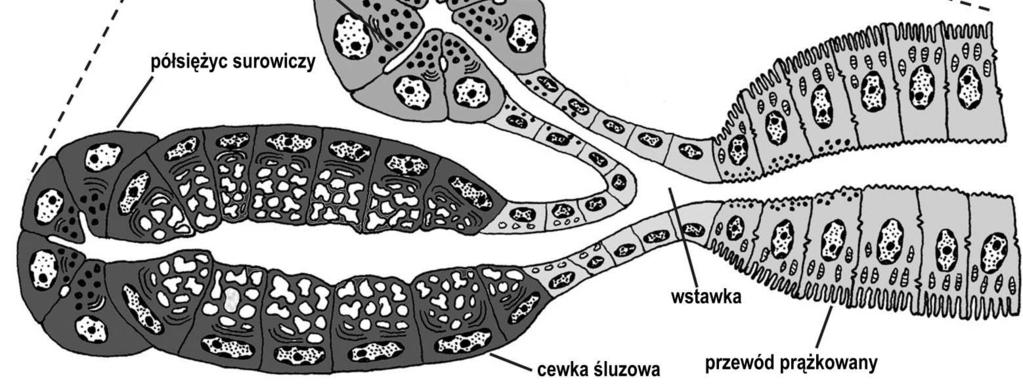 wyprowadzające ślinianki: - wstawka - prążkowany