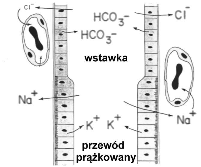 Wstawka: nabłonek jednowarstwowy sześcienny