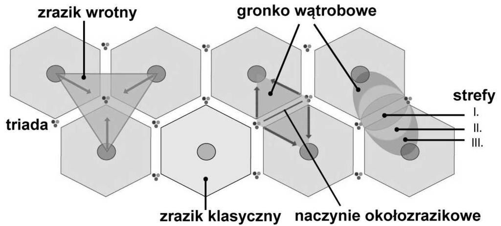 gronko wątrobowe Strefa 3: (niska aktywność) małe mitochondria z rzadkimi grzebieniami,