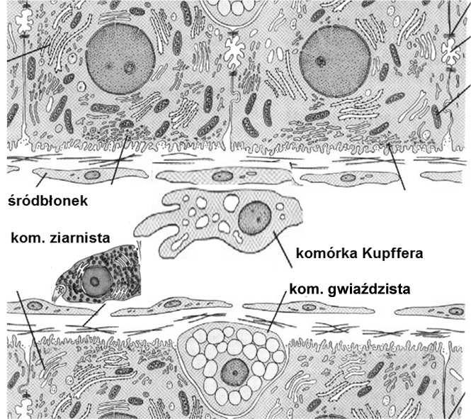 ścianą zatok wątrobowych: komórki Browicza-Kupffera lipocyty