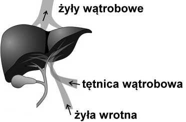 międzyzrazikowe żyły międzyzrazikowe tętnice okołozrazikowe żyły