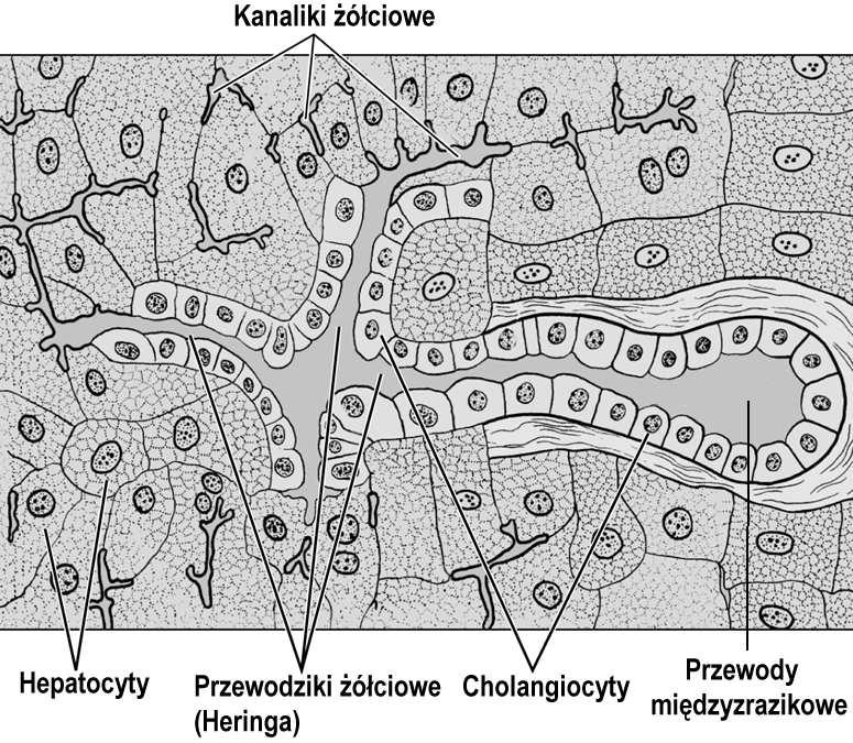 nabłonek sześcienny: cholangiocyty i kom.