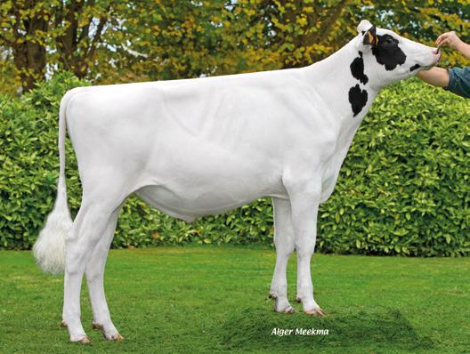 Kategoria: ELITA LEBEST FR5941776583 TL TV LUXE FR8536946079 TL TV Mleko, kg 957 Kategoria: PRODUKCJA Urodzony: 19.09.