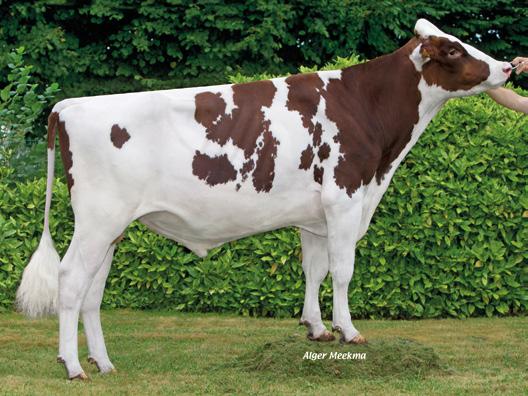 2014, Hodowca: EBP FR3704250284 TL TV gpf 113 odmiana CZERWONO-BIAŁA HETOX RED HOXY DETOX KWH AIKA FELMO RED EPIPHANIE LAWN BOY P LAURELLIE KANU P RED DG-GIRLEY COLT P RED KANU 11 MITEY P DG-ETOFE
