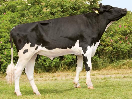 0,68-0,74* Indeks produkcyjny, kg 125,0 GEN I BEQ GOLDWYN SECRET DE0666196633 TL TV HERING ST SHOTTLE HILL LOTTA-HILL MARSHALL 3328 GOLDWYN CORDEL MARTIN MARY 14 CORDEL MARY 13 CORDEL MARY 5